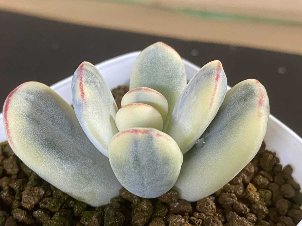 スーパー達磨福娘錦西瓜斑（カット苗） 多肉植物 コチレドン 観葉植物