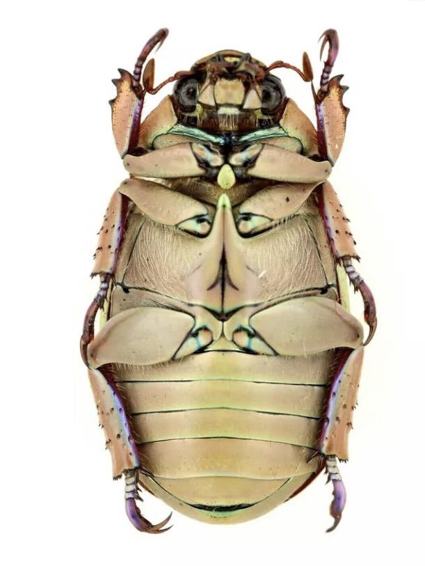 金色タイプ 30mm前後】アウリガンスプラチナコガネ 標本