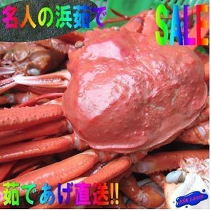 名人の 浜茹で蟹 Lサイズaa 5尾 山陰境港産 紅蟹400 500 5尾 Www Muevetec Mx