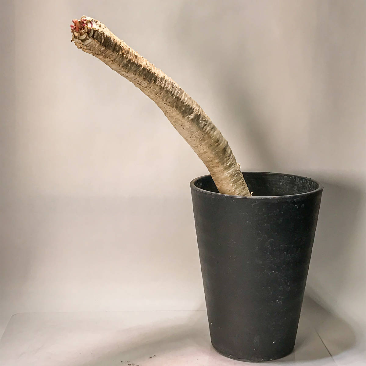ユーフォルビア アンカレンシス Euphorbia ankarensis】サボテン