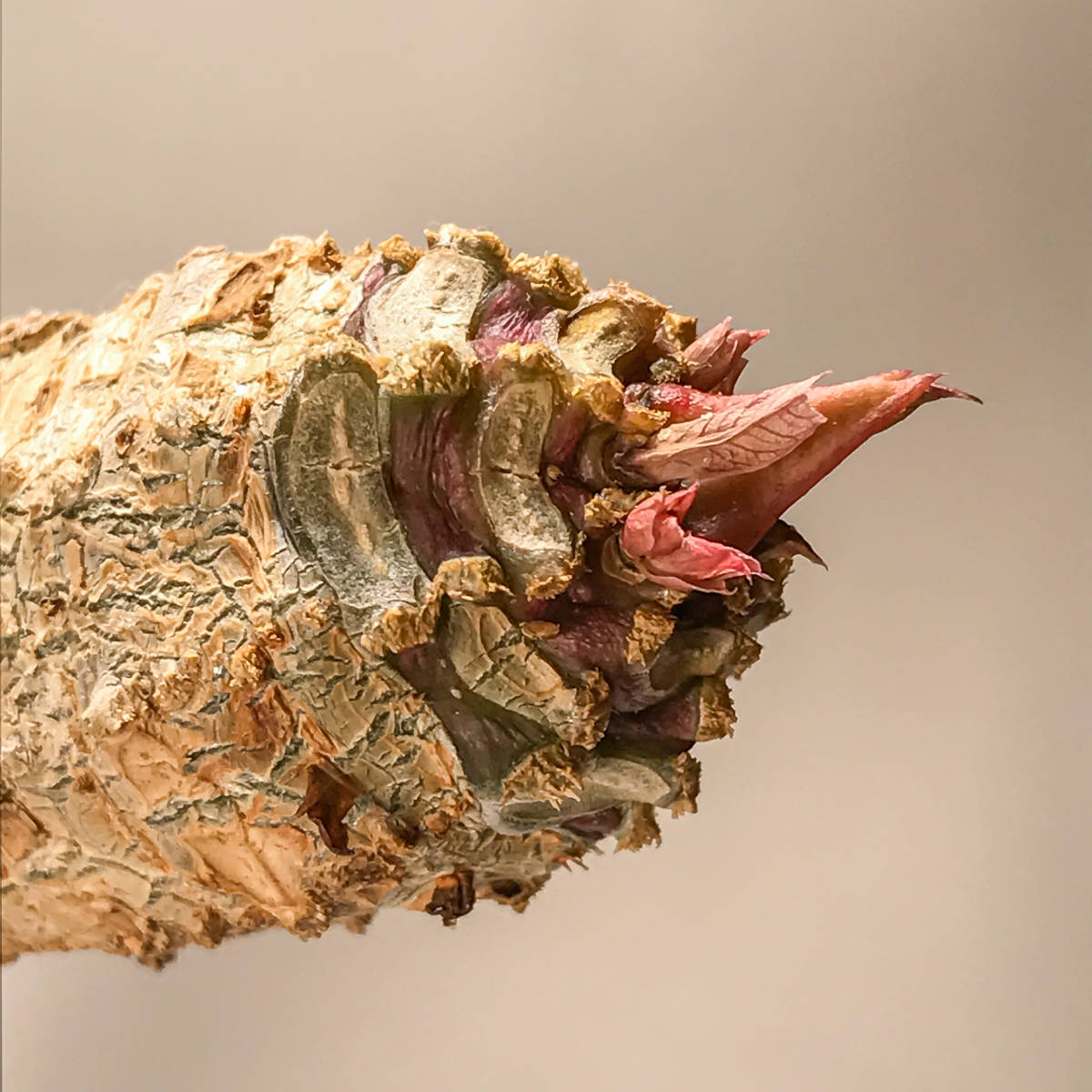ユーフォルビア アンカレンシス Euphorbia ankarensis】サボテン