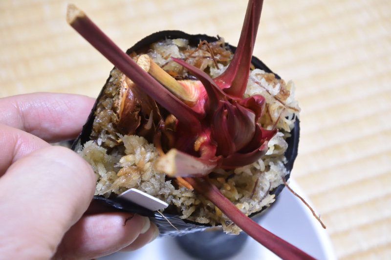 【食虫植物】　Sarracenia x moorei ”Adrian Slack”