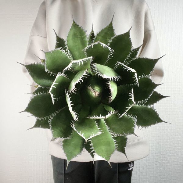 アガベ チタノタ agave | 大株 Agave horrida ホリダ オテロイ ボール