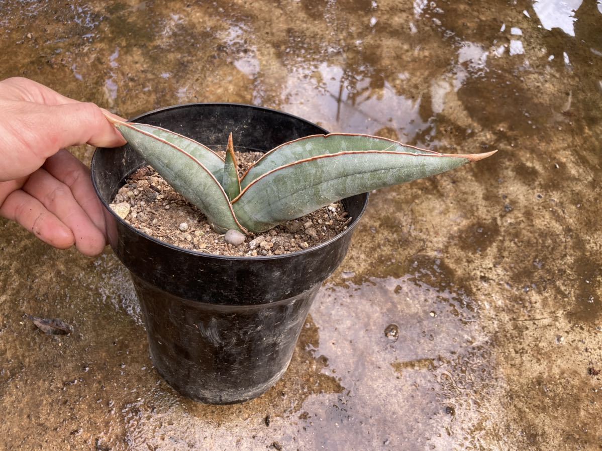 サンスベリア・エーレンベルギー・バナナ Sansevieria サンスベリア・エーレンベルギー・バナナ Sansevieria