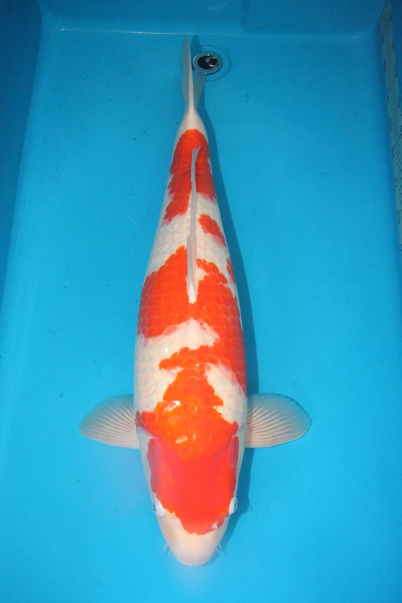 限定セール，正規品 錦鯉 紅白 ３歳 約６８cm(錦鯉)｜売買されたオークション情報、yahooの商品情報をアーカイブ公開 - オークファン 錦鯉