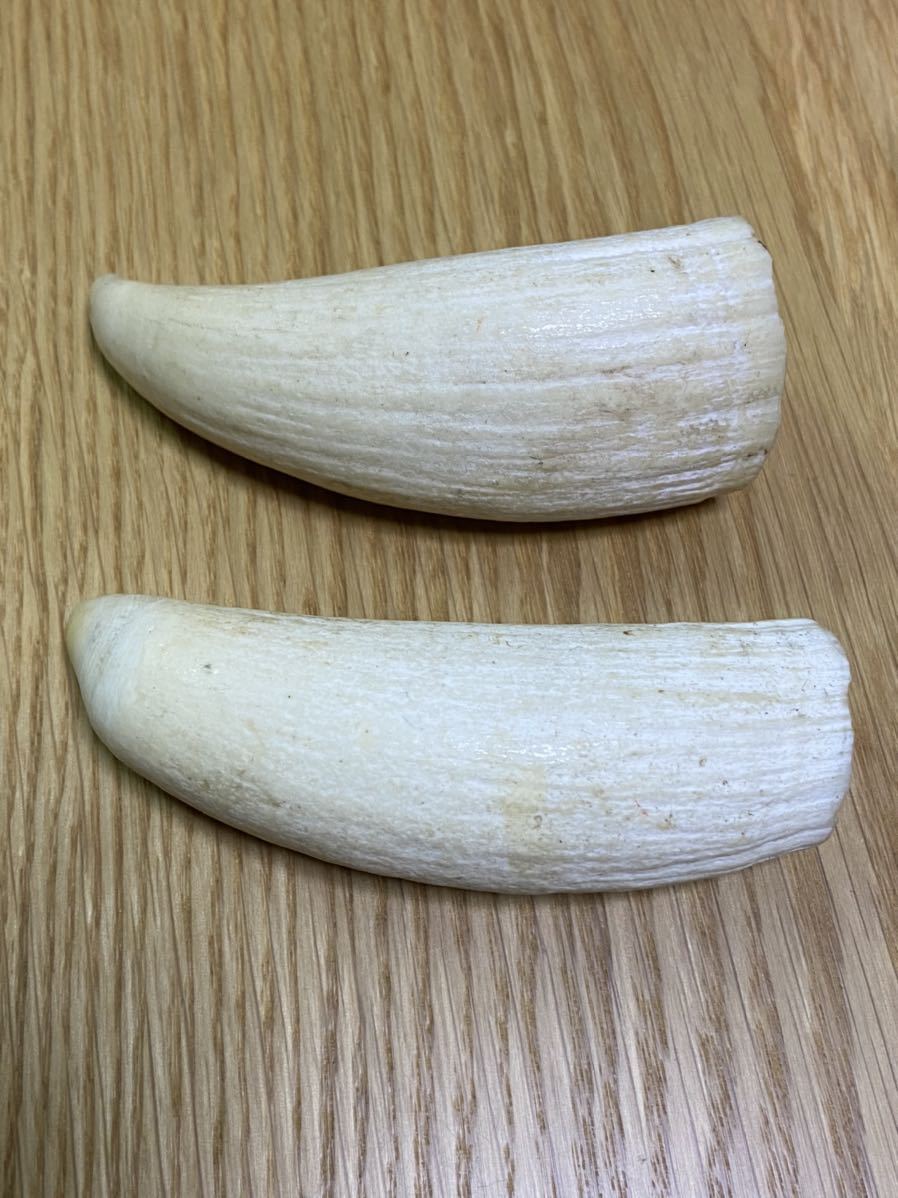 マッコウクジラ 歯 牙 290g Yahoo!オークション - 【マッコウクジラの