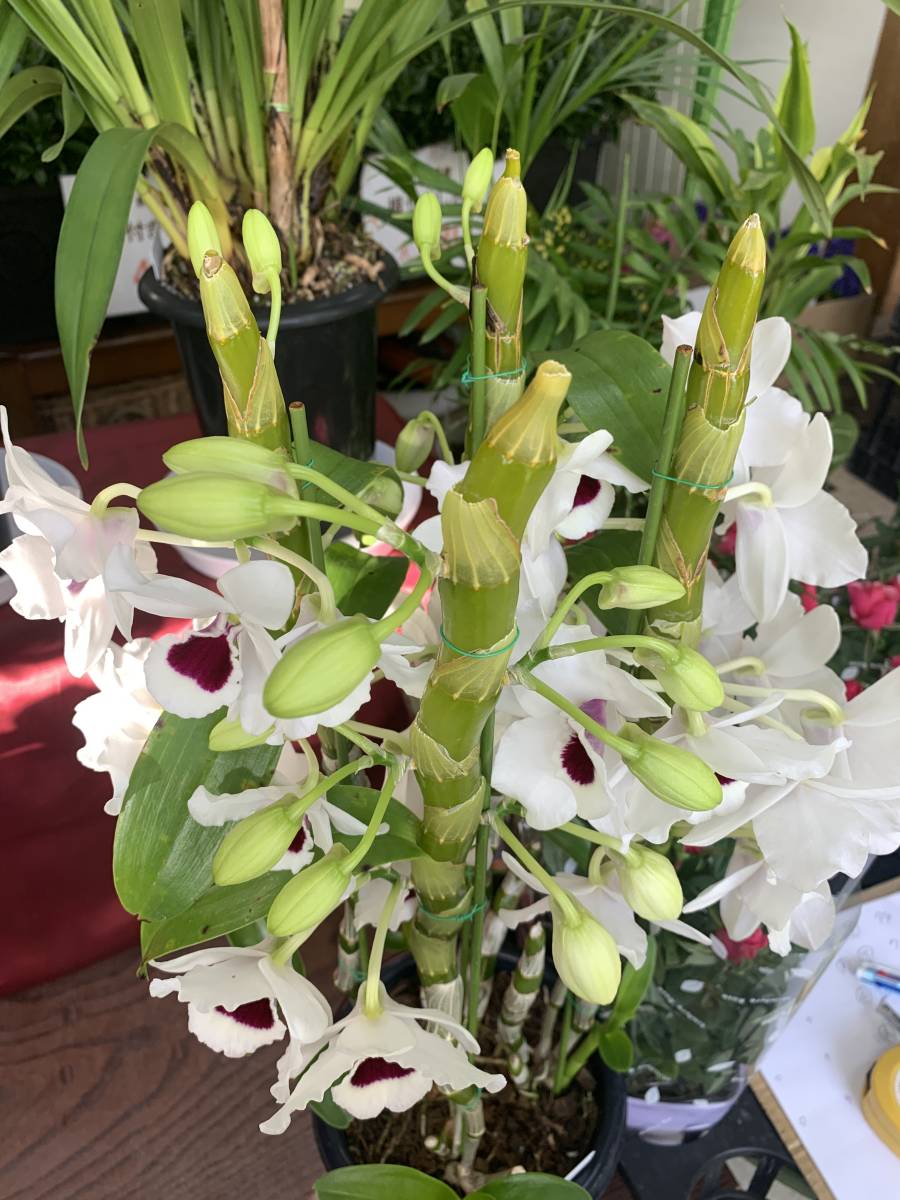 今季初入荷 ワンコインスタート デンドロビューム ユキダルマクィーン 6号鉢 B 白花の 品種 デンドロビウム ラン 売買されたオークション情報 Yahooの商品情報をアーカイブ公開 オークファン Aucfan Com 今季初入荷 ワンコインスタート デンドロビューム ユキダルマクィーン 6号鉢 B 白花の 品種 デンドロビウム ラン 売買されたオークション情報 Yahooの商品情報をアーカイブ公開 オークファン Aucfan Com