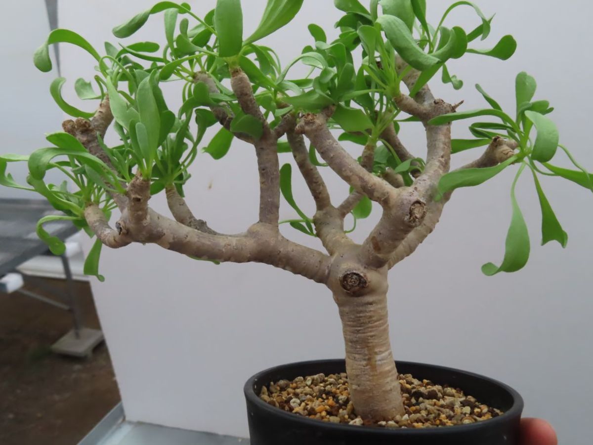 ニ6133 「現地」アデニア オバタ 植え【未発根・塊根植物・Adenia