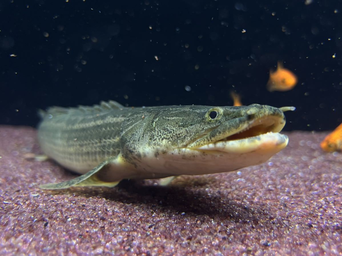 ラプラディ ポリプテルス | ビキール 淡水魚通販ポリプテルス まっ 
