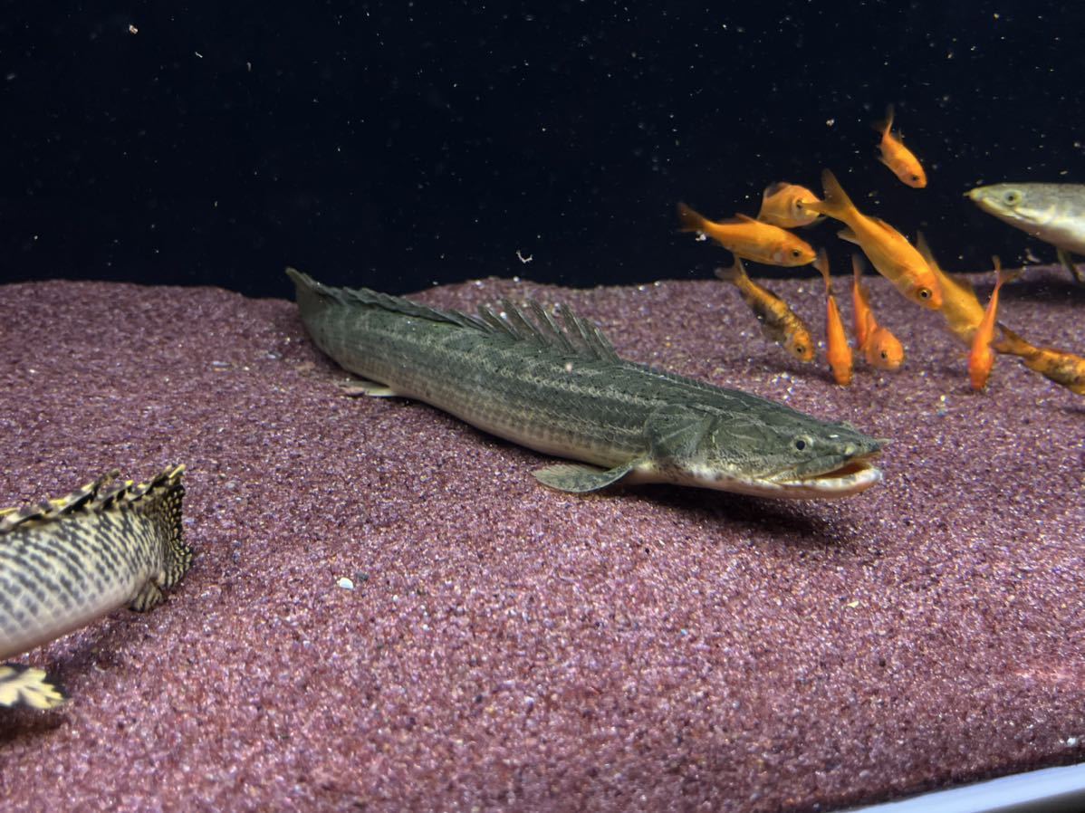 ラプラディ ポリプテルス | ビキール 淡水魚通販ポリプテルス まっ 