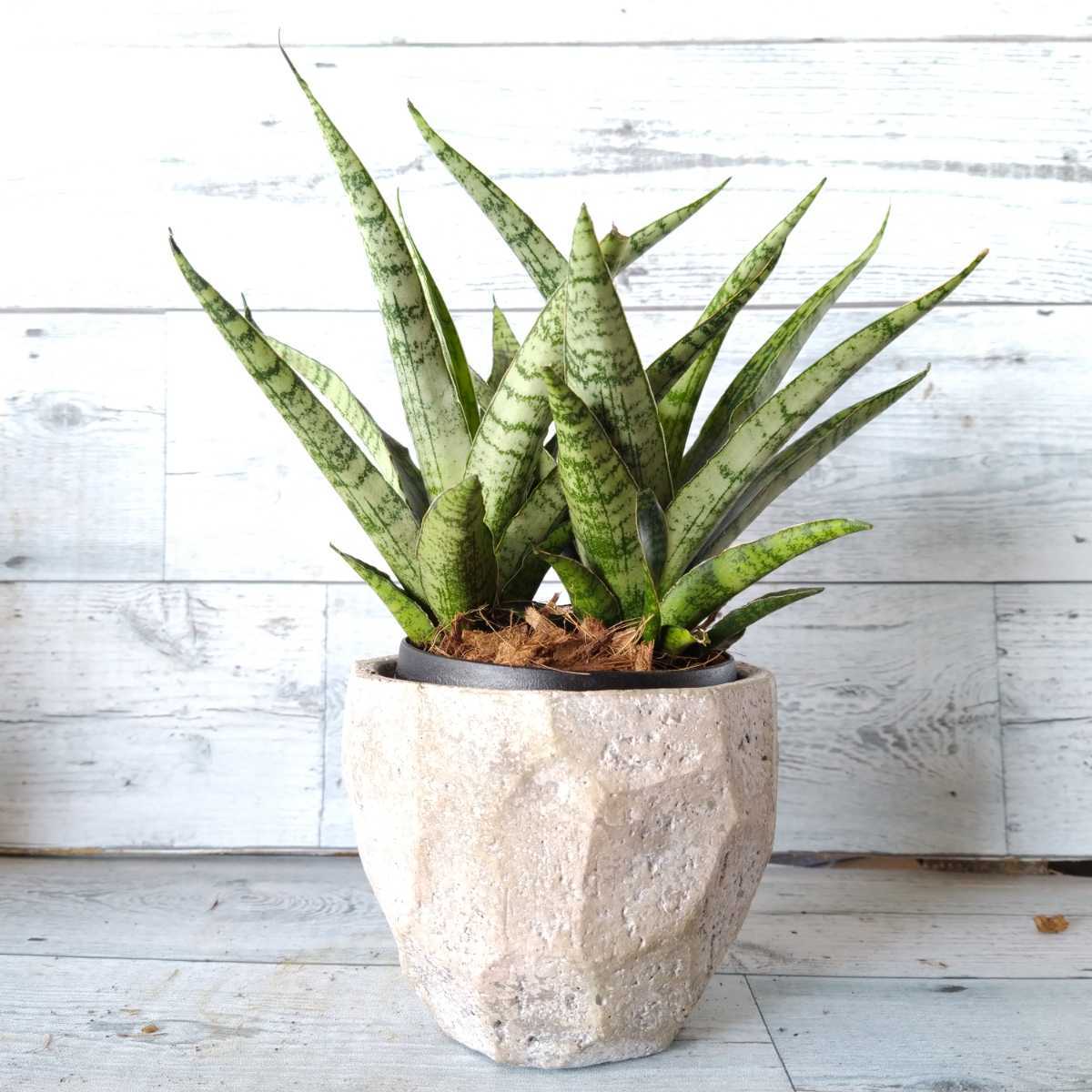 サンスベリア レディチャーム 空気清浄 サンセベリア 観葉植物 インテリア グリーン 観葉植物 売買されたオークション情報 Yahooの商品情報をアーカイブ公開 オークファン Aucfan Com