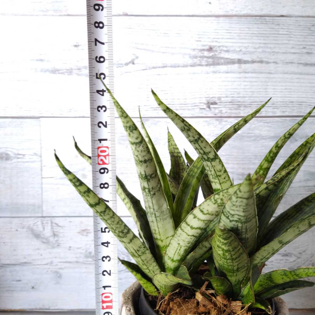 サンスベリア レディチャーム 空気清浄 サンセベリア 観葉植物 インテリア グリーン 観葉植物 売買されたオークション情報 Yahooの商品情報をアーカイブ公開 オークファン Aucfan Com