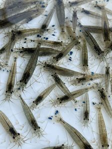 ヤマトヌマエビのヤフオク の相場 価格を見る ヤフオク のヤマトヌマエビのオークション売買情報は181件が掲載されています