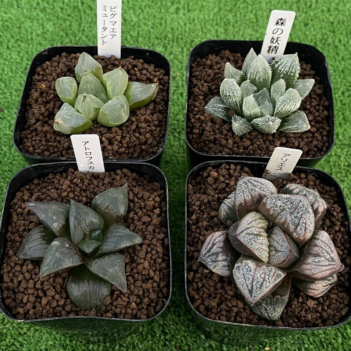 ≧∇≦）多肉植物 ハオルチア 4株セット 7 名称は入手時もです 【公式