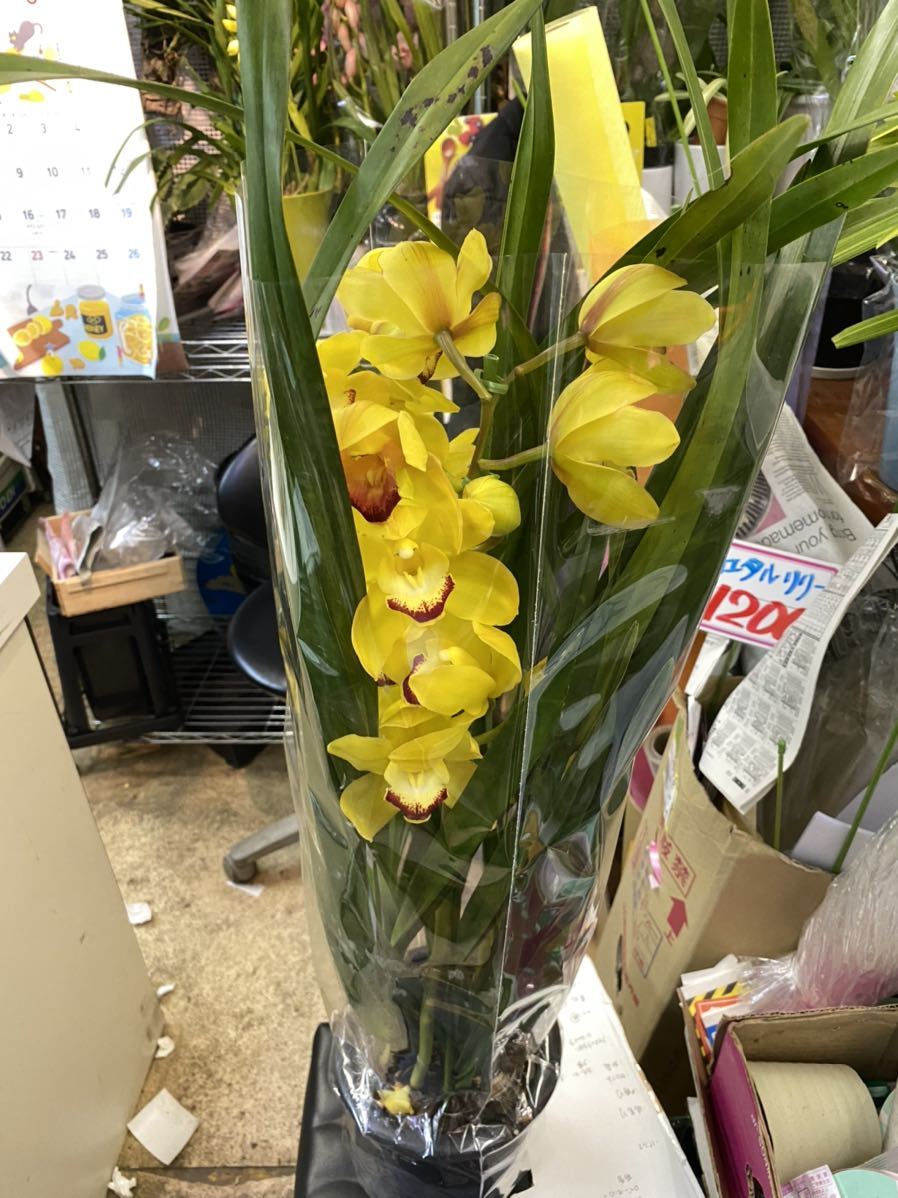 現品 花傷みあり 品種不明 シンビジウム シンピジューム シンビジューム シンピジウム 洋蘭 ラン 売買されたオークション情報 Yahooの商品情報をアーカイブ公開 オークファン Aucfan Com