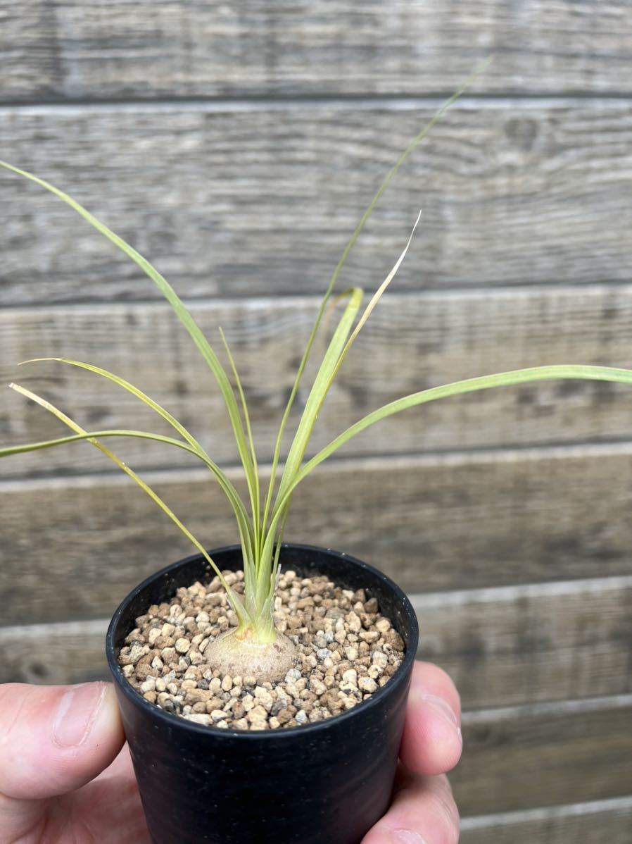 Beaucarnea gracilis ボーカルネア グラキリス Beaucarnea gracilis ボーカルネア グラキリス