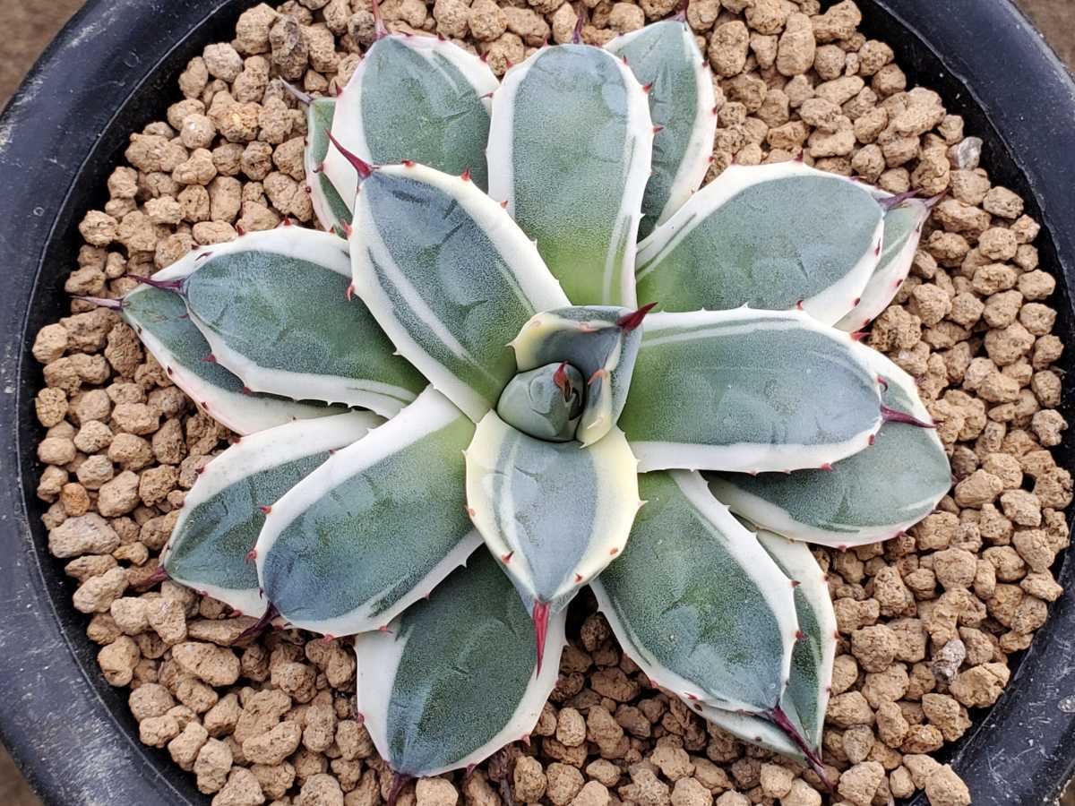 現品】蘇鉄（ソテツ）超大株 10号 BY26