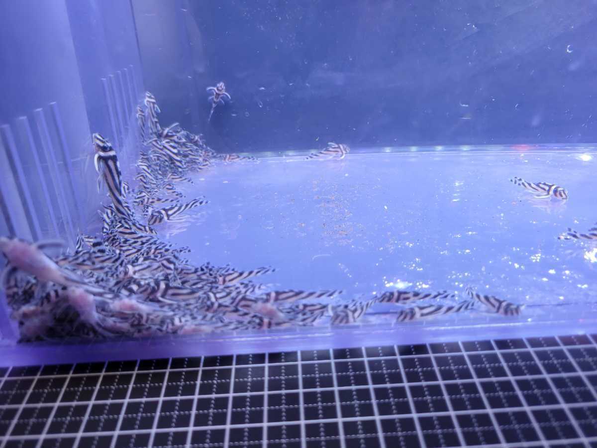 インペリアルゼブラプレコ ブリード ワイルドf1 自家繁殖 30ミリ前後 1匹 引き取り限定 プレコ 売買されたオークション情報 Yahooの商品情報をアーカイブ公開 オークファン Aucfan Com