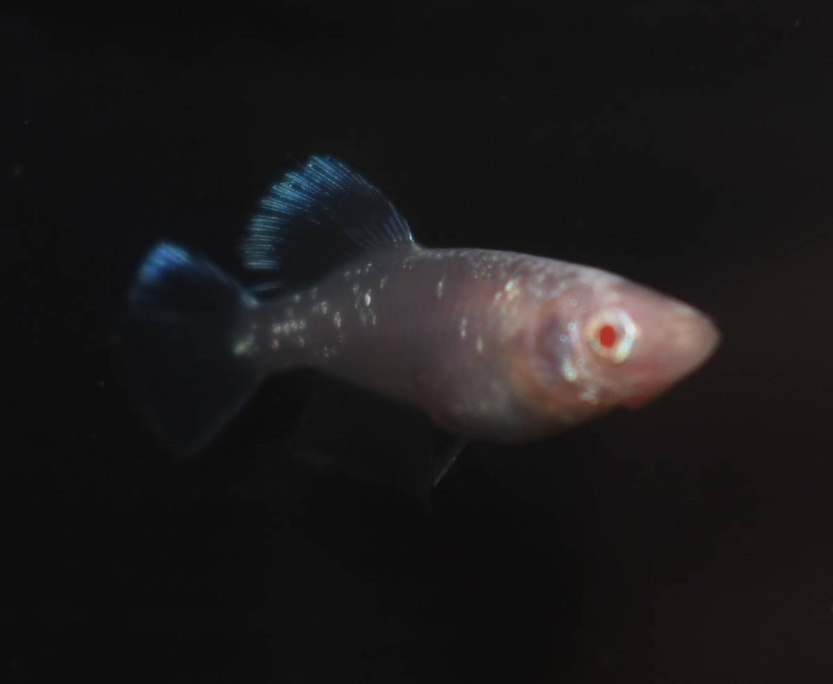 初出品 初抱卵 黄アルビノシアンｒ リアル ペア 光体型 おまけメス オスかなり綺麗 カッコいい めだか 売買されたオークション情報 Yahooの商品情報をアーカイブ公開 オークファン Aucfan Com