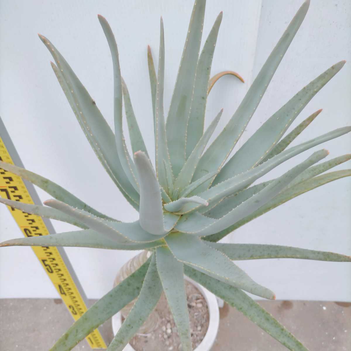 アロエ ディコトマ 大株 観葉植物 Saoroquenovaaurora Org