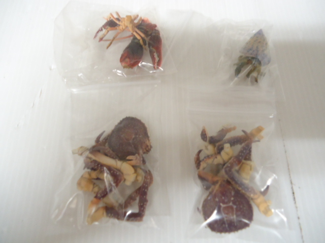 原色甲殻類エビ カニ図鑑i アメリカザリガニ タラバガニ ホンヤドカリ フィギュア 食玩 セット 生き物 売買されたオークション情報 Yahooの商品情報をアーカイブ公開 オークファン Aucfan Com