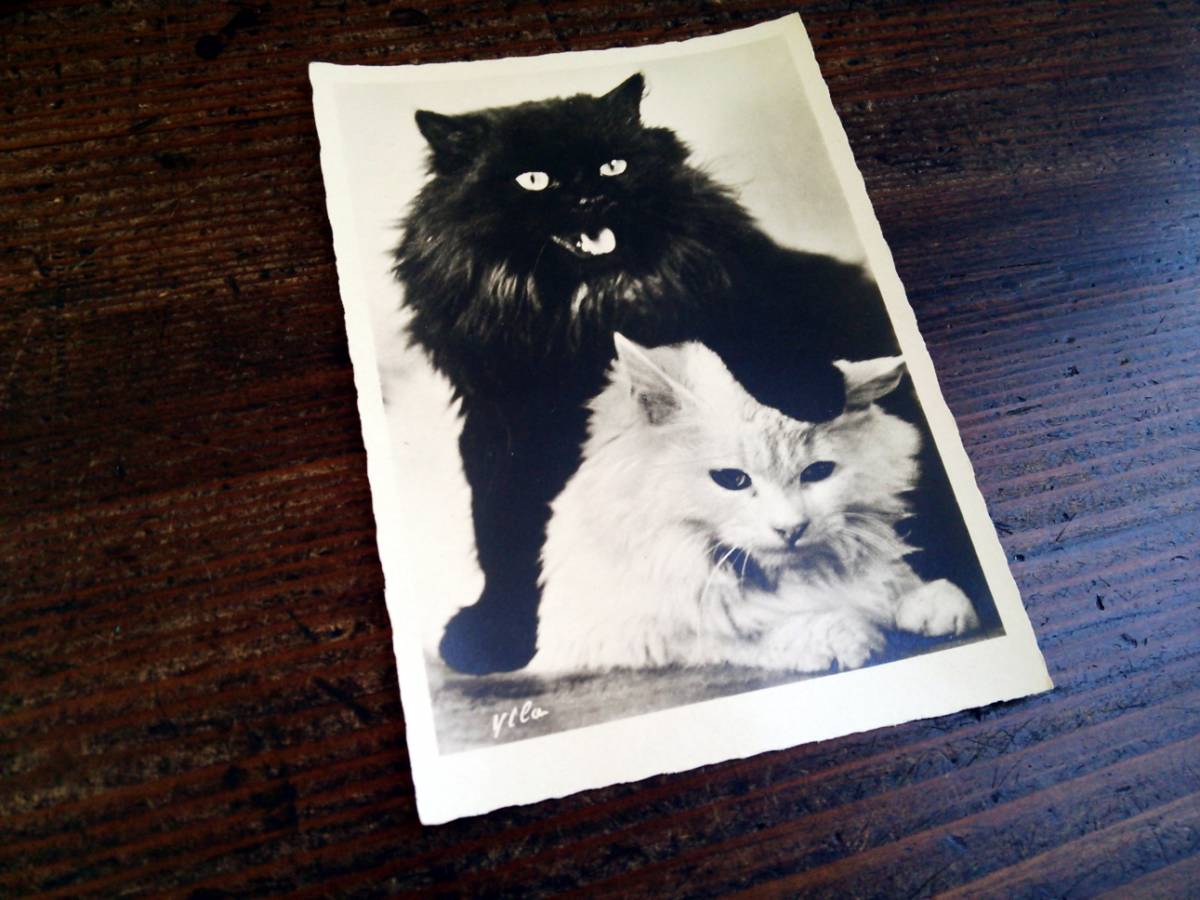 正規逆輸入品 アンティークポストカード 絵葉書 ある夏の日のお花と可愛い猫たち Lacistitis Es