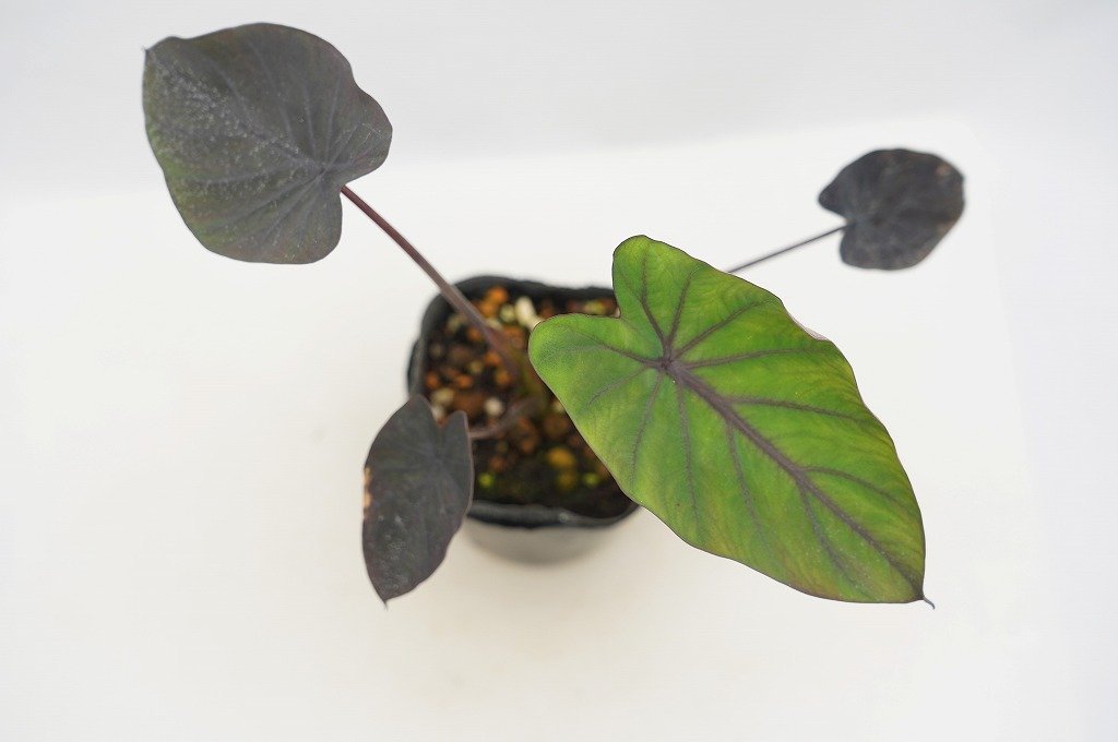 To 黒葉のタロイモ ブラックマジック 耐寒性 Colocasia Esculenta Black Magic 子株付き 観葉植物 3号ポット苗 現品 60サイズ その他 売買されたオークション情報 Yahooの商品情報をアーカイブ公開 オークファン Aucfan Com