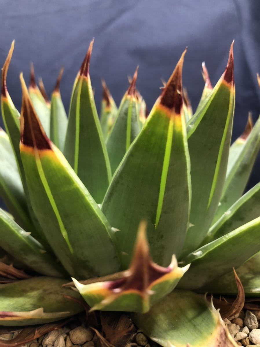 Aloe polyphylla アロエ ポリフィラ 検)多肉植物 万象 サボテン 