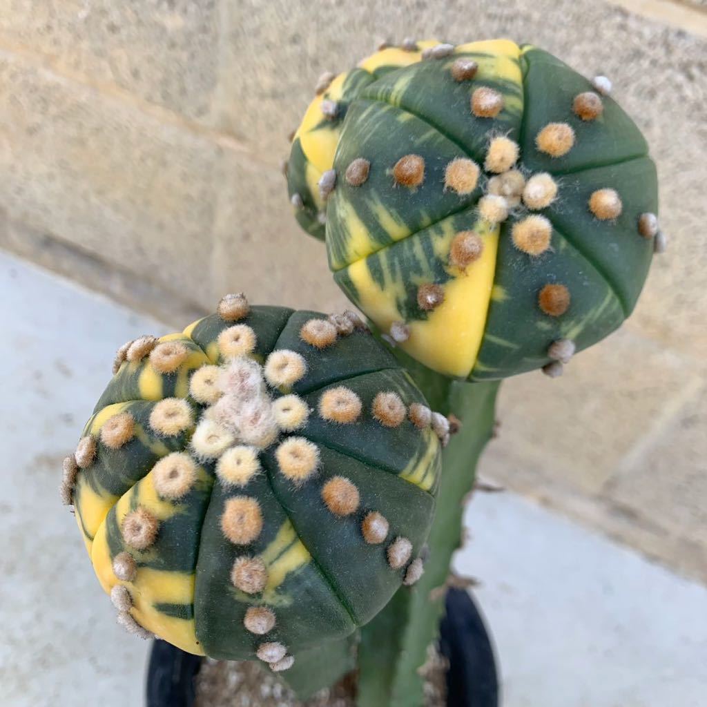 14 瑠璃兜錦 接木2本セット サボテン 多肉植物 アストロフィツム サボテン 売買されたオークション情報 Yahooの商品情報をアーカイブ公開 オークファン Aucfan Com 14 瑠璃兜錦 接木2本セット サボテン 多肉植物 アストロフィツム サボテン 売買されたオークション情報 Yahooの商品情報をアーカイブ公開 オークファン Aucfan Com