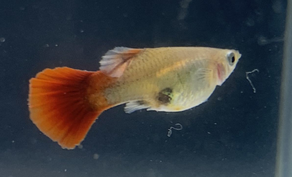 吉aqua 1円から 妊娠中グッピー個体 4種類メスたち 4匹セット お得に繁殖 死着保証あり 出品編 グッピー 売買されたオークション情報 Yahooの商品情報をアーカイブ公開 オークファン Aucfan Com