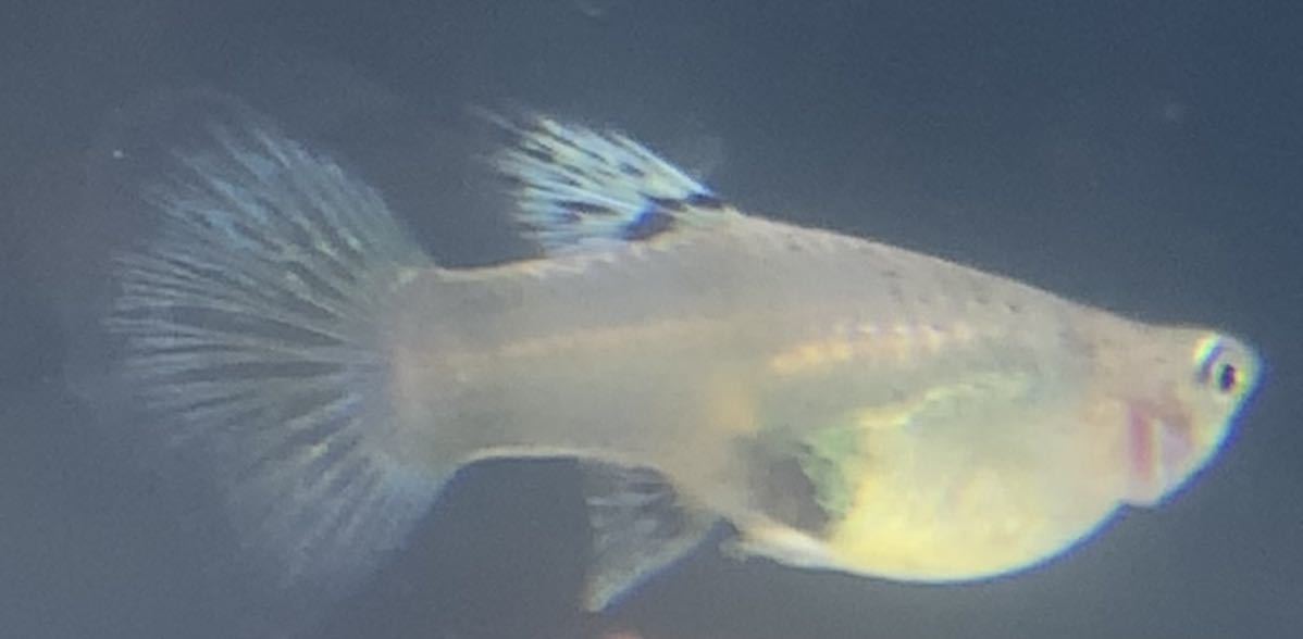 吉aqua 1円から 妊娠中グッピー個体 4種類メスたち 4匹セット お得に繁殖 死着保証あり 出品編 グッピー 売買されたオークション情報 Yahooの商品情報をアーカイブ公開 オークファン Aucfan Com