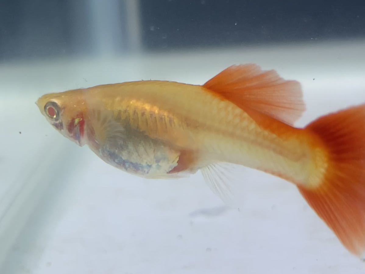 吉aqua 1円から 妊娠中グッピー個体 4種類メスたち 4匹セット お得に繁殖 死着保証あり 出品編 グッピー 売買されたオークション情報 Yahooの商品情報をアーカイブ公開 オークファン Aucfan Com