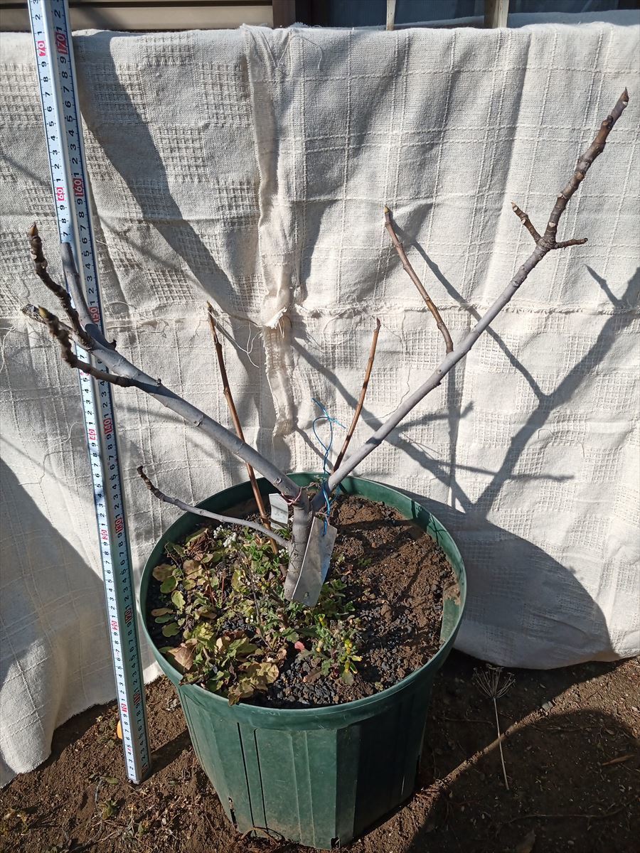 イチジク/無花果 'Grise de Saint Jean St.Jean グリスドゥセント ...