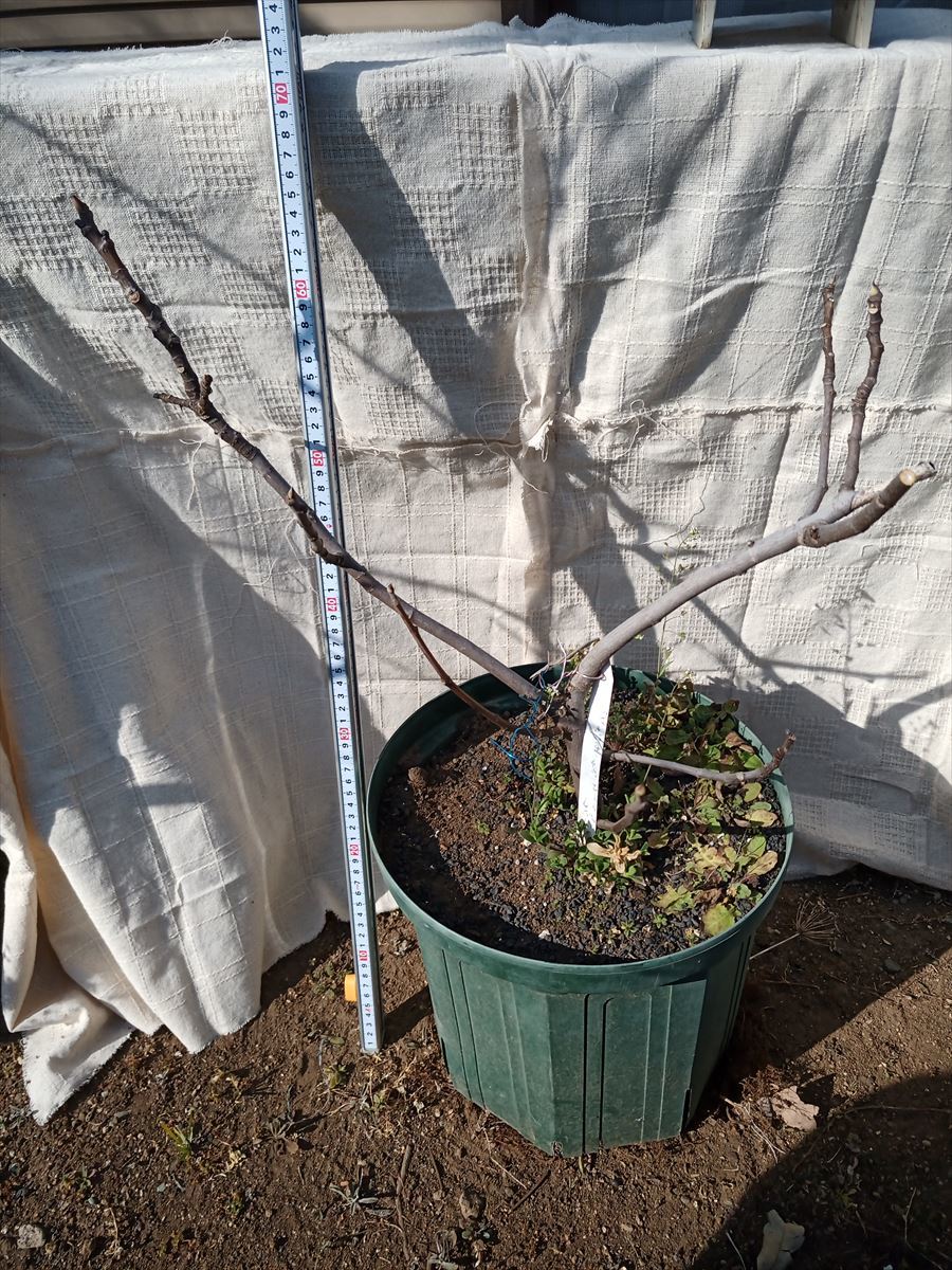 イチジク/無花果 'Grise de Saint Jean St.Jean グリスドゥセント ...