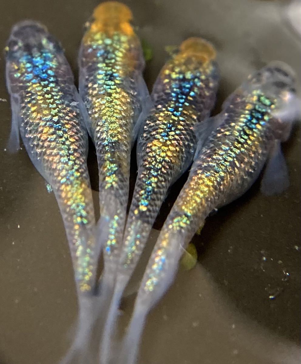 めだか柱 現物サボラメ サボブルー 2ペア 種親は本家fuji Aqua Green様直系 メダカ Www Institutoreaction Com Br