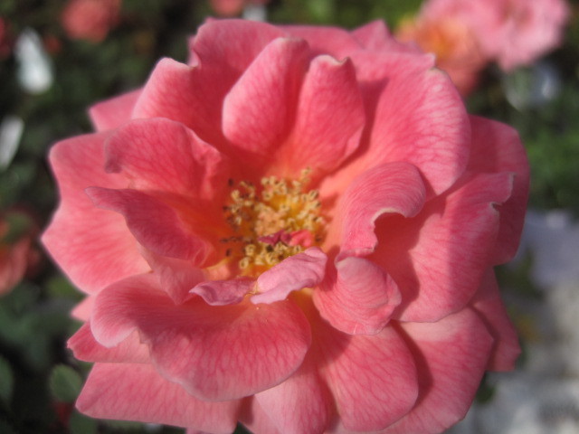 ミニバラ苗 テディベア 10 5センチポット レンガ色 登録品種レッドミニモ バラ 売買されたオークション情報 Yahooの商品情報をアーカイブ公開 オークファン Aucfan Com