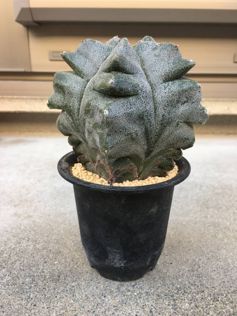 亀甲鸞鳳玉 アストロフィツム属 カキコ 発根済み ランポー玉 サボテン 観葉植物 多肉植物 観葉植物 サボテン 売買されたオークション情報 Yahooの商品情報をアーカイブ公開 オークファン Aucfan Com