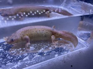 イベリアトゲイモリのヤフオク の相場 価格を見る ヤフオク のイベリアトゲイモリのオークション売買情報は34件が掲載されています