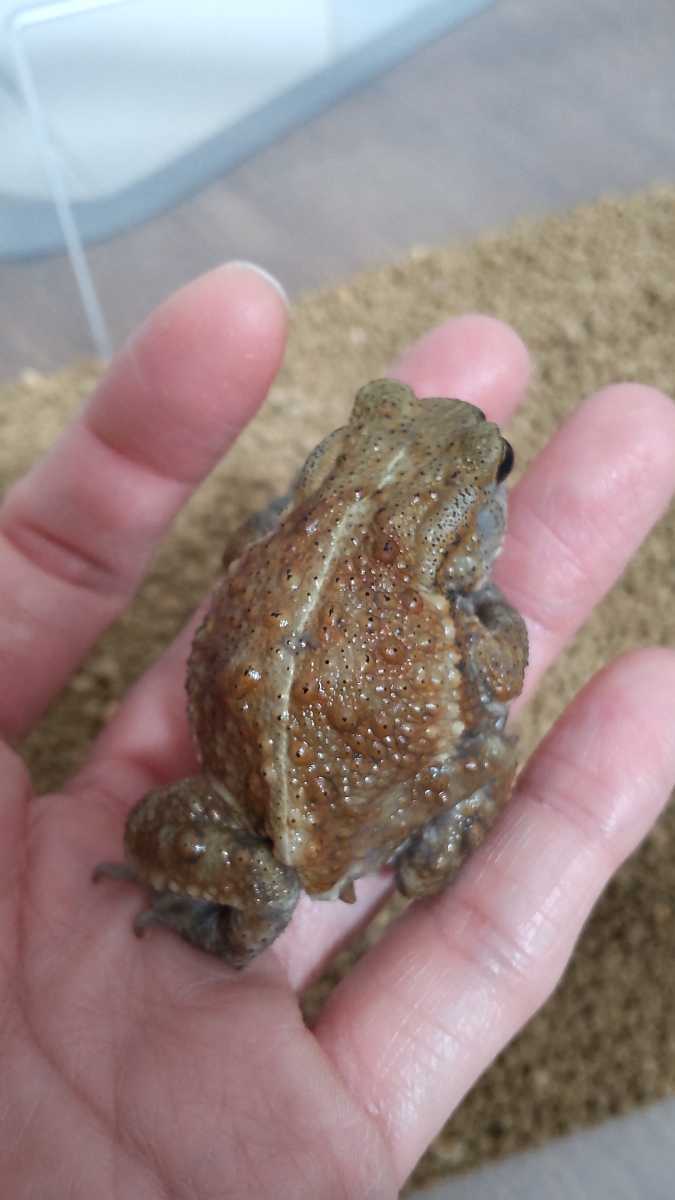 ミヤコヒキガエル 5 8cm グリーン茶系 人工餌食べます 2匹以上購入 ジャイアントミルワーム ふすま付きも可 カエル 売買されたオークション情報 Yahooの商品情報をアーカイブ公開 オークファン Aucfan Com