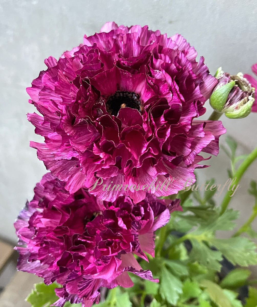 超PayPay祭 1円スタート SPECIAL RANUNCULUS COLLECTION レア品種 変わり咲き ラナンキュラス イカロス ...