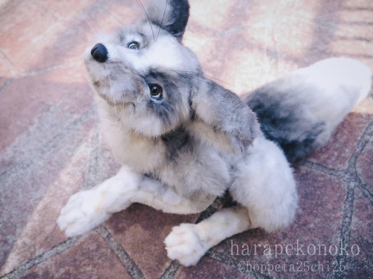 ハラペコノコ プラチナキツネを目指したわんちゃん Artdoll アートドール ぬいぐるみ Www Amrapalihotel Com