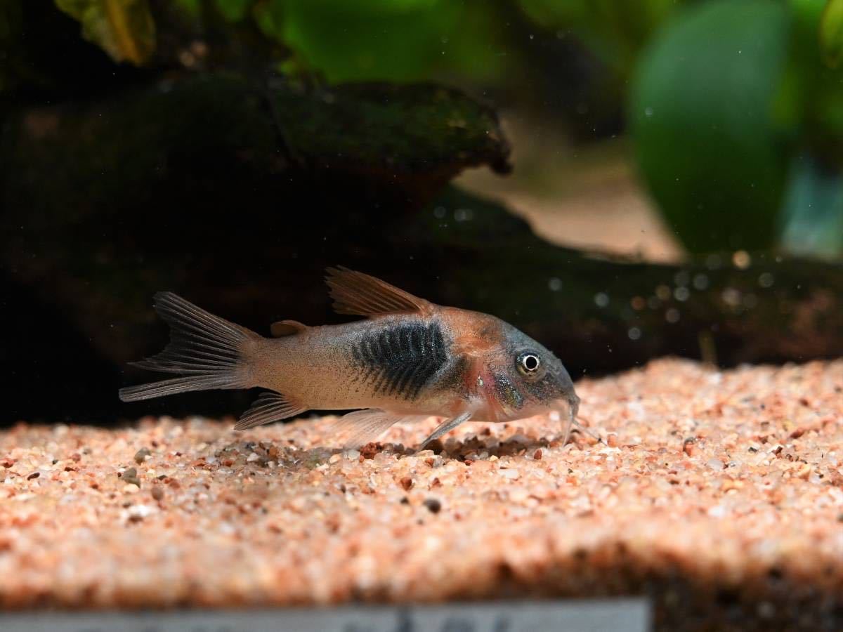 熱帯魚 コリドラス エクエス オレンジ 約3 ３匹 コリドラス 売買されたオークション情報 Yahooの商品情報をアーカイブ公開 オークファン Aucfan Com