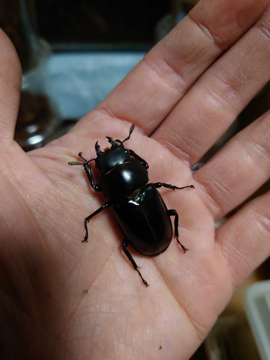 フォルスター キヨタミ フォルスターキヨタミ フォルスターフタマタクワガタ(キヨタミ)飼育記 フォルスターフタマタクワガタ フォルスター・キヨタミ・♂７９mm （フタマタクワガタ ♂単 新成虫 #4｜ヤヴカラヴォー 即ブリ♀単品 その３ フォルスターフタマタ 飼育記 DDAフォルスターフタマタ 0