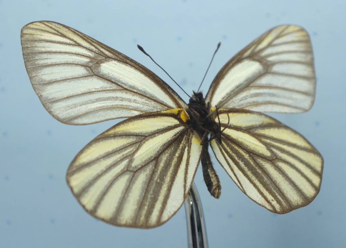 国産蝶標本 櫛形山のミヤマシロチョウ規制前採集品