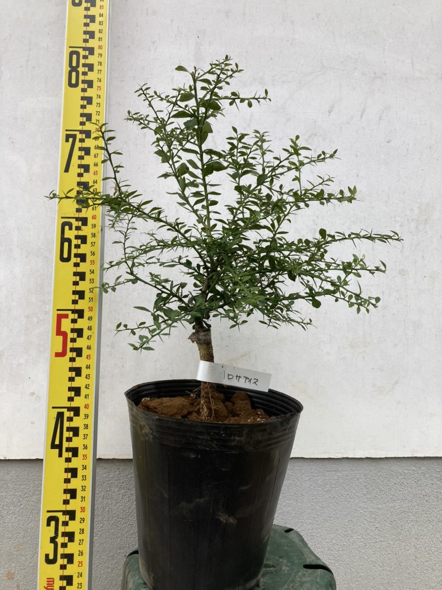 希少 接木 フィンガーライム ロサアイス 品種確認済み(植木、庭木 