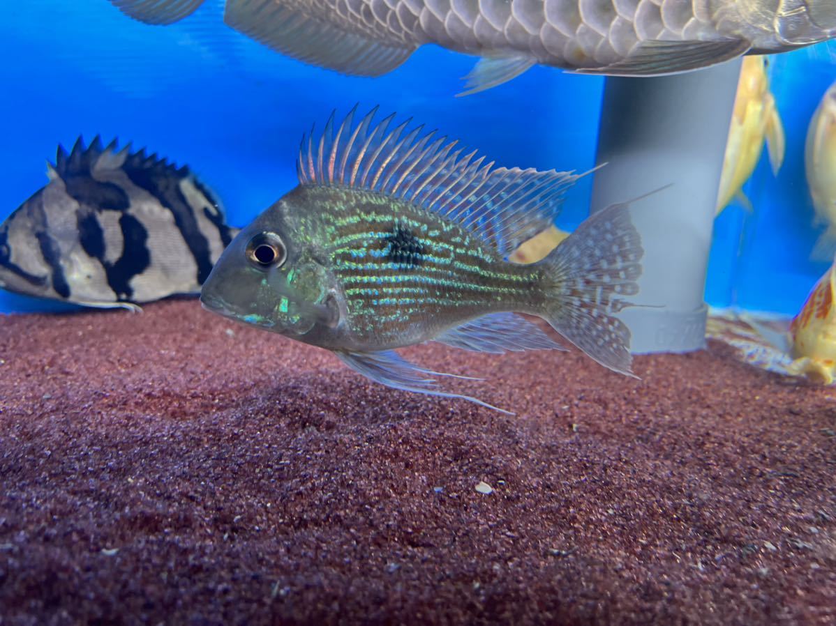 ゲオファーガススベニ ショート##(淡水魚)｜売買されたオークション 