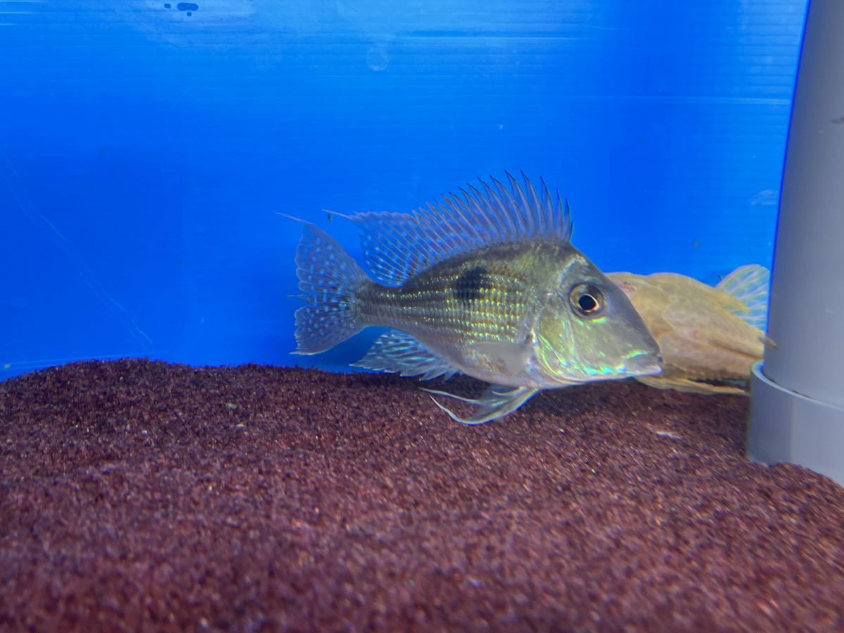 ゲオファーガススベニ ショート##(淡水魚)｜売買されたオークション 