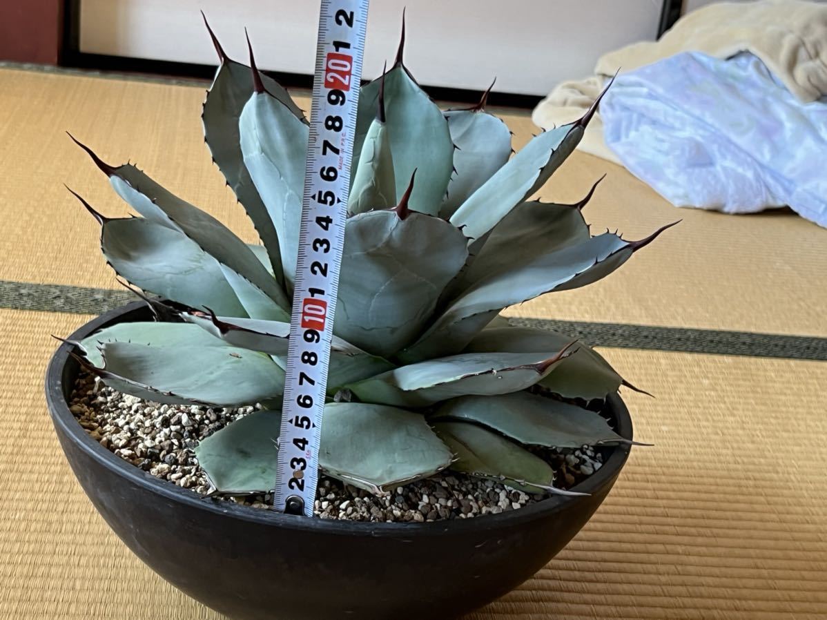 アガベ あったかく パリー トランカータ大株 売買されたオークション  