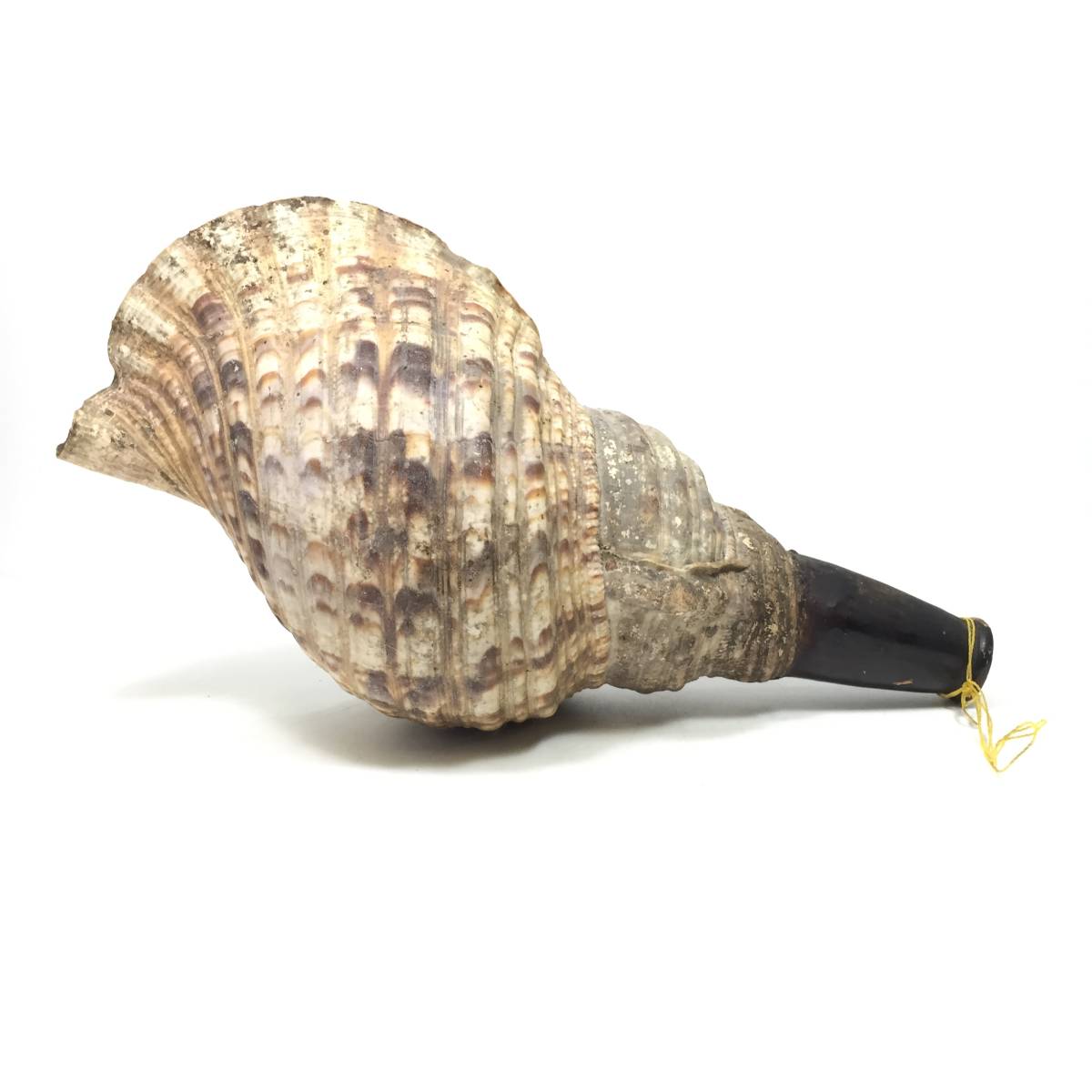 ▽法螺貝 吹口付 陣貝 全長約29cm 笛 密教 魔除け ほら貝 ホラ貝