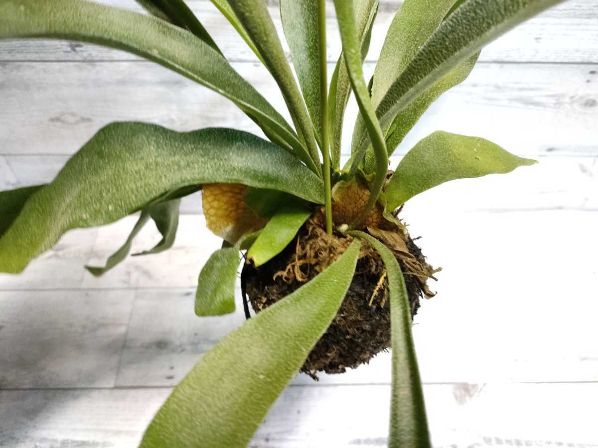 コウモリランの苔玉 6 Platycerium 最大59 Offクーポン Platycerium